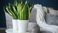 5 plantas que quase n�o pedem �gua: veja quais s�o