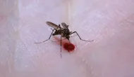 Brasil: 49% dos munic�pios est�o em alerta para o mosquito da dengue