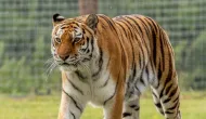 Homem sofre ferimentos graves ap�s escalar muro e cair em �rea de tigres em parque na Inglaterra