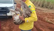 Filhote de anta resgatada com perna quebrada no interior de SP recupera peso e ganha nome
