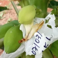 Universidade cria "seguro de vida" para o mam�o brasileiro e busca romper depend�ncia de Taiwan