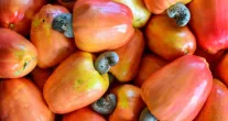 Caju une sabor, sa�de e versatilidade na alimenta��o di�ria