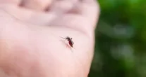 Por que os mosquitos picam mais algumas pessoas? Entenda o que atrai esses insetos