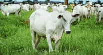MPF investiga a cadeia da carne e o desmatamento em Mato Grosso