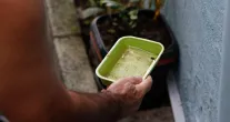 El Ni�o pode aumentar casos de chikungunya e dengue no Brasil