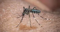 El Ni�o pode aumentar casos de dengue e chikungunya no Brasil