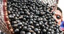 China facilita venda de polpas e frutas congeladas do Brasil