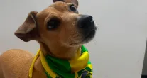 Dia do Vira-Lata: uma festa para os c�es e gatos sem ra�a definida