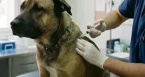 Agosto � o m�s do cachorro louco: entenda os riscos da raiva e saiba como proteger seu animal