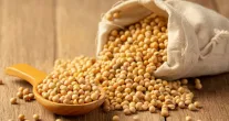 USDA prev� 186 milh�es de toneladas de soja para o Brasil na safra 26/27; custos e pre�os s�o decisivos