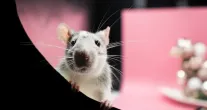 Nova mol�cula elimina tumores de linfoma em ratos em apenas 11 dias