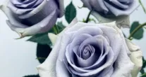 Cientistas japoneses criam a primeira rosa azul do mundo