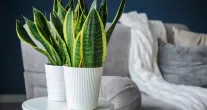 5 plantas que quase n�o pedem �gua: veja quais s�o
