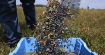 Intelig�ncia Artificial Ensina Agricultores a Colher Frutas no Momento Perfeito