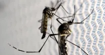 Quase metade das cidades brasileiras est� com risco de dengue, mas casos caem 70%