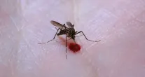 Brasil: 49% dos munic�pios est�o em alerta para o mosquito da dengue
