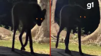 H�spede encontra loba-guar� no Pantanal de MT ao procurar sinal de Wi-Fi