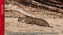 V�DEO: ariranhas s�o vistas 'brincando' na areia perto de turistas no Pantanal de Mato Grosso