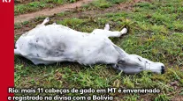 Temporal extremo derruba raio que mata 11 bois e causa caos em cidade de MT