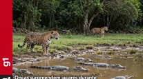 Dois felinos grandes causam p�nico em r�pteis durante banho de sol no Pantanal