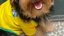 Conhe�a Chico, um cachorro estiloso que � a cara da torcida do Brasil na Copa
