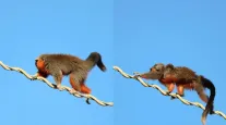 Macacos usam ponte suspensa para atravessar estrada com seguran�a em MT