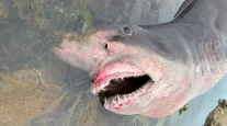 Tubar�o gigante de 3,6 metros fecha praia e causa p�nico no Canal da Mancha