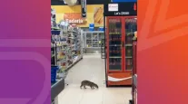 Paca entra em supermercado e vira atra��o em Ju�na