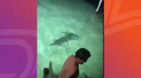Turistas fogem de crocodilo durante banho noturno em Belize; v�deo mostra resgate por pouco