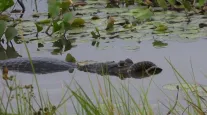 Jacar� ataca sucuri no Pantanal e cobra revida se enrolando no focinho do predador