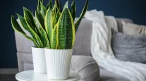 5 plantas que quase n�o pedem �gua: veja quais s�o