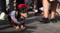 Luxo aos quatro patas: cachorros de famosos vivem em mans�es e usam grife