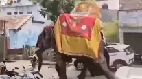 Elefante entra em p�nico e derruba est�tua de deusa de 630 kg durante festival na �ndia