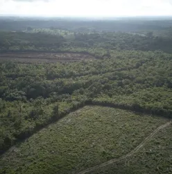Mineradora canadense desmata �reas e avan�a sobre territ�rio reivindicado pelo povo Mura no Amazonas
