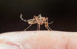 Saúde estadual alerta municípios para aumento de casos de malária