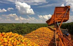 Safra de laranja 2021/22 é encerrada com produção total de 262,97 milhões de caixas