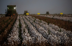 Exportações de algodão da safra 2021/22 devem somar 1,52 mi de t em MT
