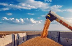 Paraná eleva previsão de 2ª safra de milho e vê recorde; mantém trigo