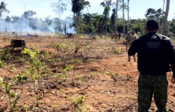 Polícia Civil e parceiros atuam em operação de combate ao desmatamento ilegal no norte de MT