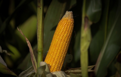 Mesmo com seca afetando produtividade, produção total de milho tem ajuste positivo