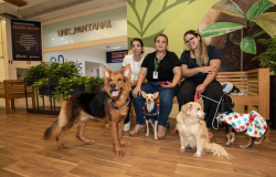 Exposição fotográfica de cães especiais que aguardam um lar pode ser conferida em shopping da capital