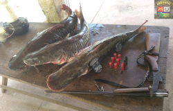 Batalhão Ambiental da PM flagra pesca irregular e apreende peixes, arma e munições com suspeito