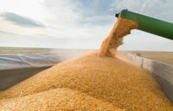 Datagro revisa para baixo estimativa para a produção de soja e de milho no Brasil