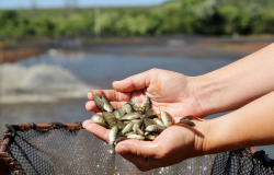 Projeto Lrios do Vale para repovoamento de peixes no Rio Araguaia nasce na regio sul