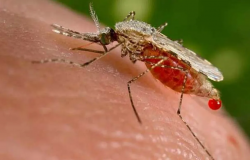 Morador de Conceio das Alagoas  diagnosticado com malria aps retornar de trabalho na Angola