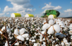 Produo de algodo da China permanece estvel em 27,1 milhes de fardos para 2024/25, indica USDA