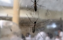 Sade de SP confirma 3 morte por dengue em Catanduva neste ano