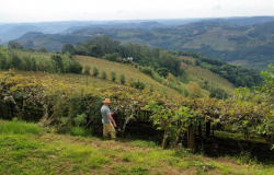 Pacto da Uva' faz trabalho formal na vinicultura da Serra Gacha crescer 300%