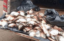 Fiscalizao apreende 45 quilos de pescado e aplica quase R$ 20 mil de multa em Mato Grosso