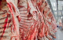 Mato Grosso tem maior volume de carne vermelha produzida nos ltimos anos